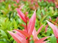 Red foliage kelat Payas ,Syzygium australe Big Red Lilly Pilly Royalty Free Stock Photo