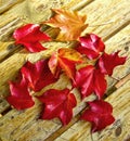 Red foliage of maple leaves Royalty Free Stock Photo