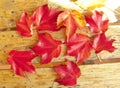 Red foliage of maple leaves Royalty Free Stock Photo
