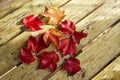 Red foliage of maple leaves Royalty Free Stock Photo