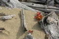 Red foliage of maple seedlings among driftwood at Flagstaff Lake