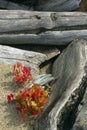 Red foliage of maple seedlings among driftwood at Flagstaff Lake