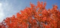 Red foliage of a tree against the blue sky on a warm autumn day. Royalty Free Stock Photo