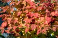 Red foliage on a viburnum Bush in the autumn garden, background. Royalty Free Stock Photo