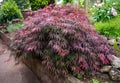 Red foliage of the weeping Laceleaf Japanese Maple tree Acer palmatum in garden