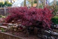 Red foliage of the weeping Laceleaf Japanese Maple tree, Acer palmatum in garden Royalty Free Stock Photo