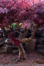 Red foliage of the weeping Laceleaf Japanese Maple tree, Acer palmatum in garden Royalty Free Stock Photo