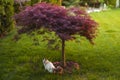 Red foliage of the weeping Laceleaf Japanese Maple tree Acer palmatum Royalty Free Stock Photo