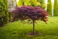 Red foliage of the weeping Laceleaf Japanese Maple tree Acer palmatum