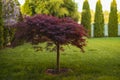 Red foliage of the weeping Laceleaf Japanese Maple tree Acer palmatum Royalty Free Stock Photo