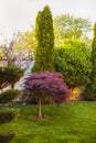 Red foliage of the weeping Laceleaf Japanese Maple tree Acer palmatum