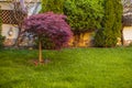 Red foliage of the weeping Laceleaf Japanese Maple tree Acer palmatum Royalty Free Stock Photo