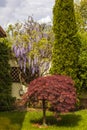 Red foliage of the weeping Laceleaf Japanese Maple tree