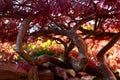 Red foliage of the weeping Laceleaf Japanese Maple tree, Acer palmatum in garden Royalty Free Stock Photo