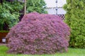 Red foliage of the weeping Laceleaf Japanese Maple tree (Acer palmatum)