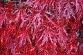 Red foliage of the weeping Laceleaf Japanese Maple tree in autumn