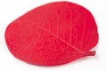 Red foliole Royalty Free Stock Photo