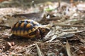 Red-foot Tortoise in the nature,The red-footed tortoise (Chelonoidis carbonarius) Royalty Free Stock Photo