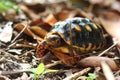 Red-foot Tortoise in the nature,The red-footed tortoise (Chelonoidis carbonarius) Royalty Free Stock Photo