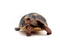 Red-foot Tortoise in the nature,The red-footed tortoise (Chelonoidis carbonarius) Royalty Free Stock Photo