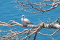 red footed bobbies at the island of Fernando de Noronha, Brazil