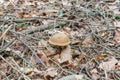 Red-footed boletus mushroom Xerocomus chrysenteron in the Bavarian Forest, Germany