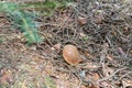 Red-footed boletus mushroom Xerocomus chrysenteron in the Bavarian Forest, Germany