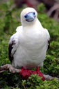 Red Footed Boobie Royalty Free Stock Photo