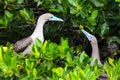 Red-footed boobies breeding behavior