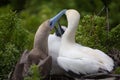 Red-Footed boobies with chick, Royalty Free Stock Photo