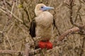 Red footed booby Royalty Free Stock Photo