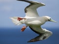 Red Footed Booby Royalty Free Stock Photo