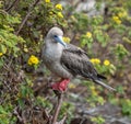 Red-footed Booby Royalty Free Stock Photo