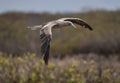Red-footed Booby Royalty Free Stock Photo