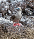 Red-footed Booby Royalty Free Stock Photo