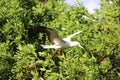 Red footed booby Belize Half moon Caye Royalty Free Stock Photo