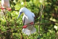 Red footed booby Belize Half moon Caye Royalty Free Stock Photo