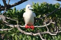 Red Footed Booby Bird Royalty Free Stock Photo