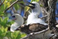 Red-footed booby bird with a chick Royalty Free Stock Photo