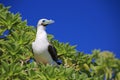 Red-Footed Booby Bird Royalty Free Stock Photo