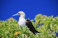 Red-Footed Booby Bird Royalty Free Stock Photo