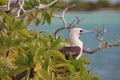 Red-Footed Booby Bird Royalty Free Stock Photo