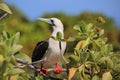 Red-Footed Booby Bird Royalty Free Stock Photo