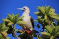 Red-Footed Booby Bird Royalty Free Stock Photo