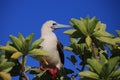 Red-Footed Booby Bird Royalty Free Stock Photo