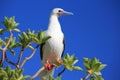 Red-Footed Booby Bird Royalty Free Stock Photo