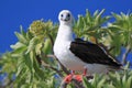 Red-Footed Booby Bird