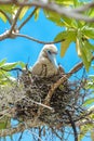 Red-footed Booby, bird