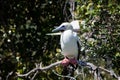 Red-Footed Booby in Breeding Colony on Half Moon Caye