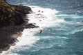 Red footed booby flying with nesting material Royalty Free Stock Photo